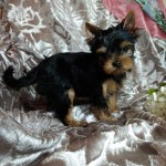 image00002