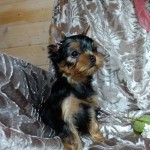 image00003