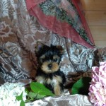 image00006
