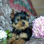 image00008