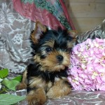 image00009