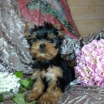 image00010