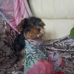 image00029