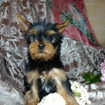 image00016