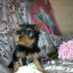 image00017