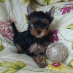 IMG-20240204-WA0024