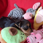 IMG-20250417-WA0015_cr
