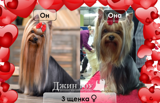 30 мая родились 3 щенка